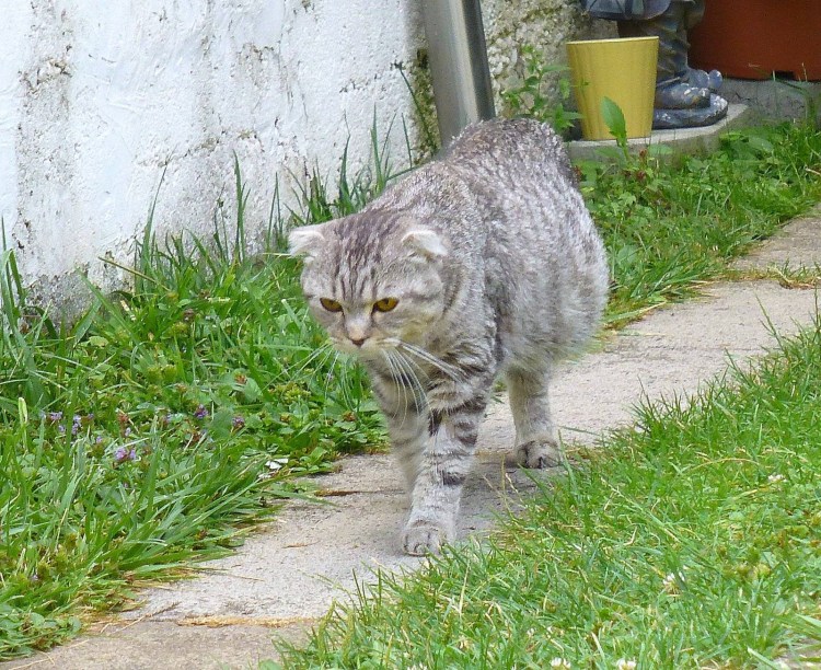 ФИП вирусный перитонит кошек