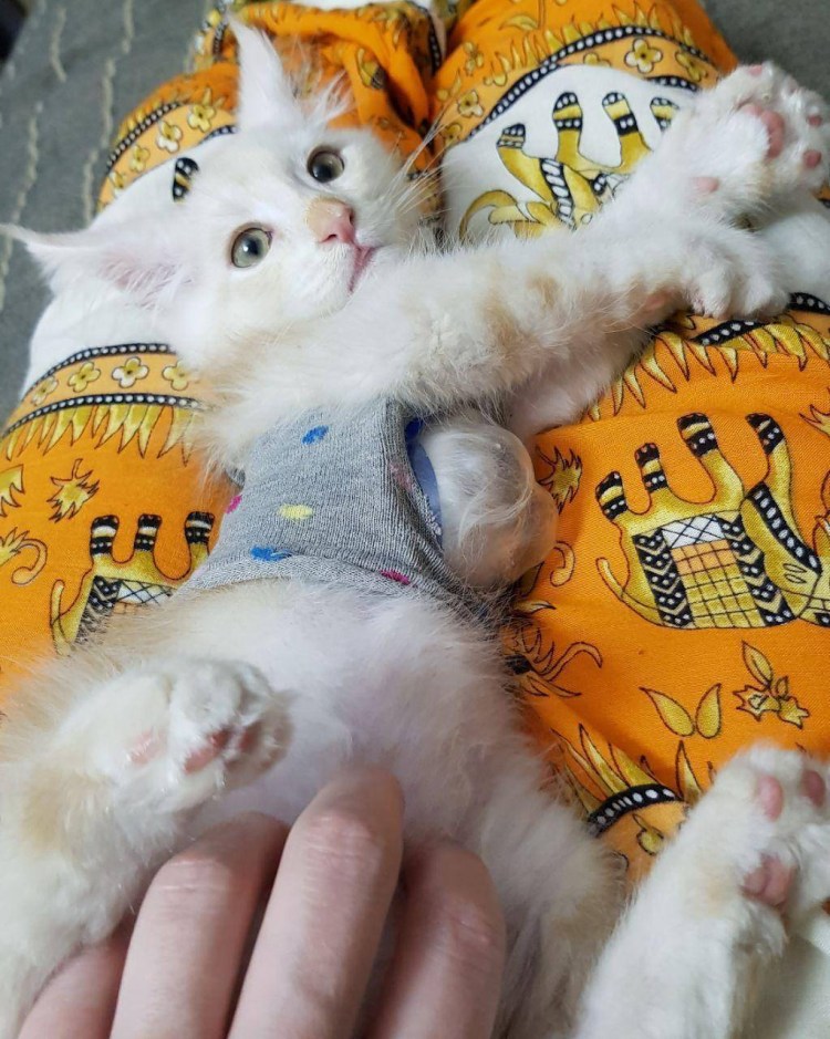 Короновирусныц перитонит у котят