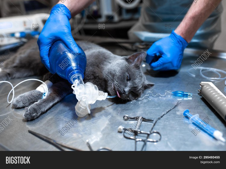 Кошачья чумка симптомы