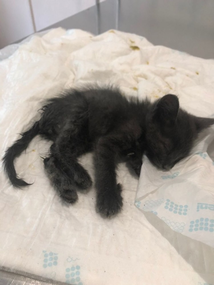 Рентген пищевода собаки норма