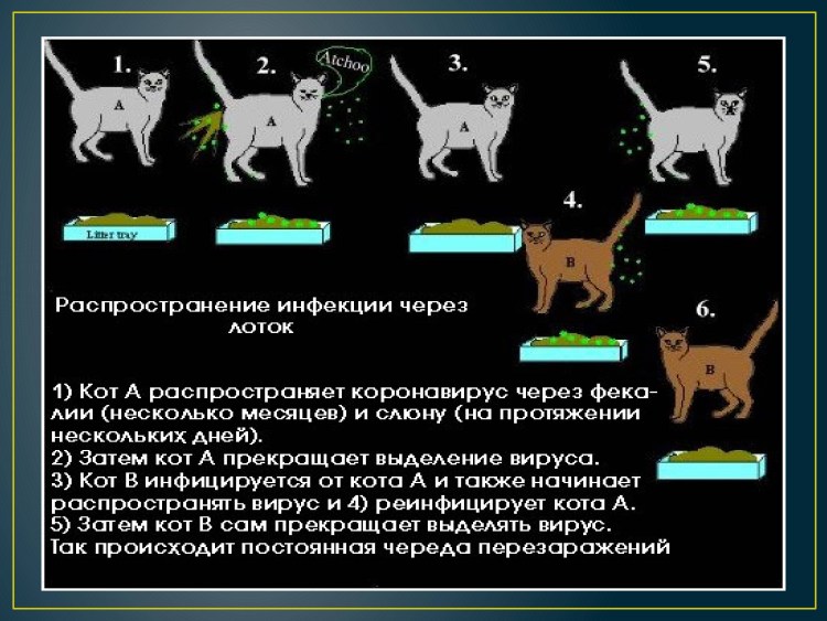 Инфекционный перитонит кошек возбудитель