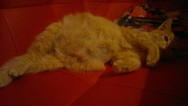 Аспирационная пневмония кошек на рентгене