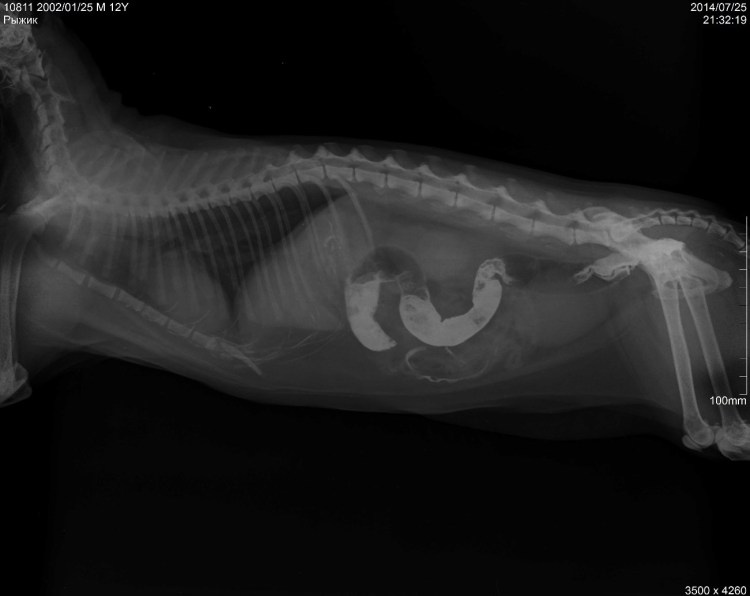 Как определить бешенство у кота