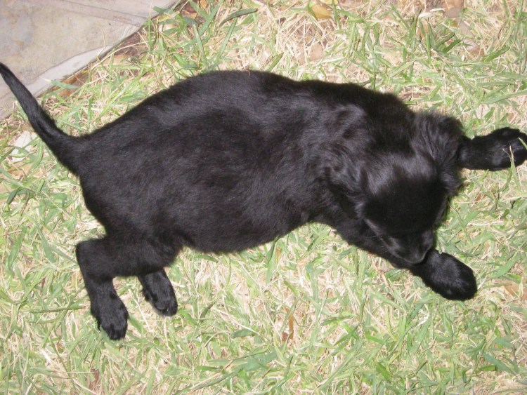 Чумка панлейкопения у кошек