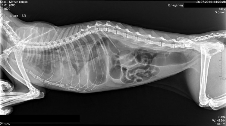 Вирусный перитонит кошек рентген