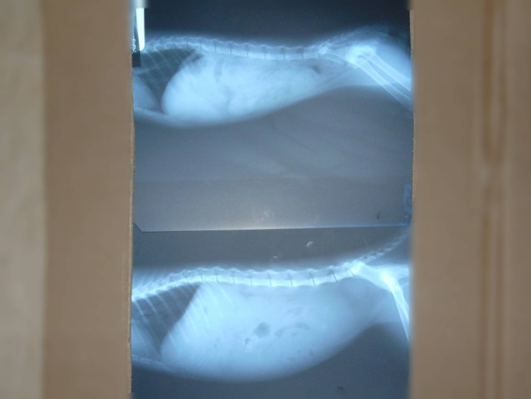 Ветеринар с кошкой