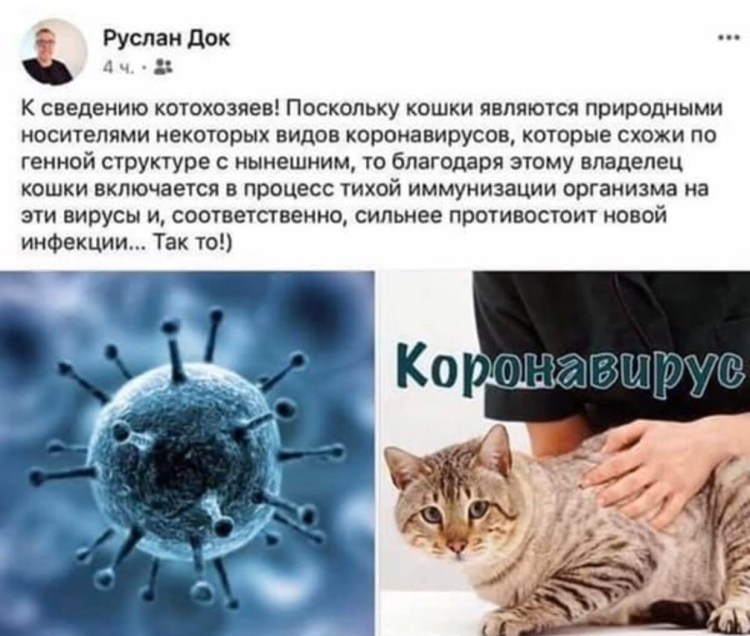 Уремический гастрит у кошек