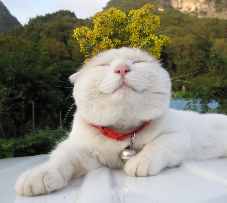 Широнеко кот