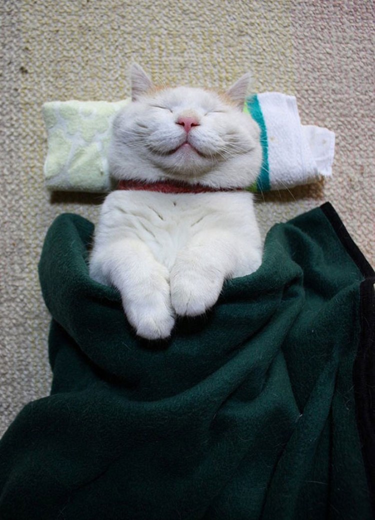 Довольный кот