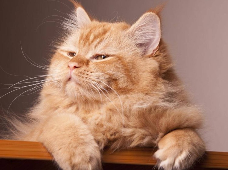 Рыжий кот улыбается