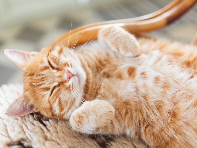 Счастливая кошка