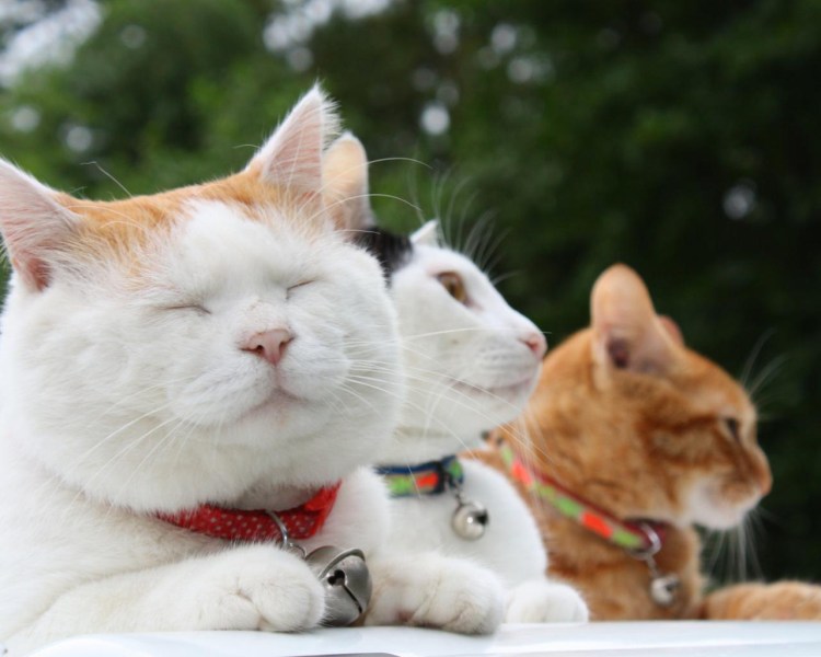 Счастливый довольный кот