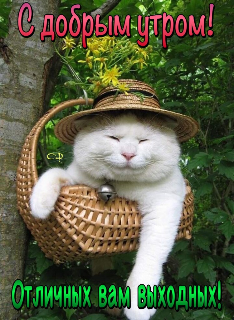 Довольный кот