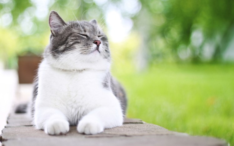 Радостный кот