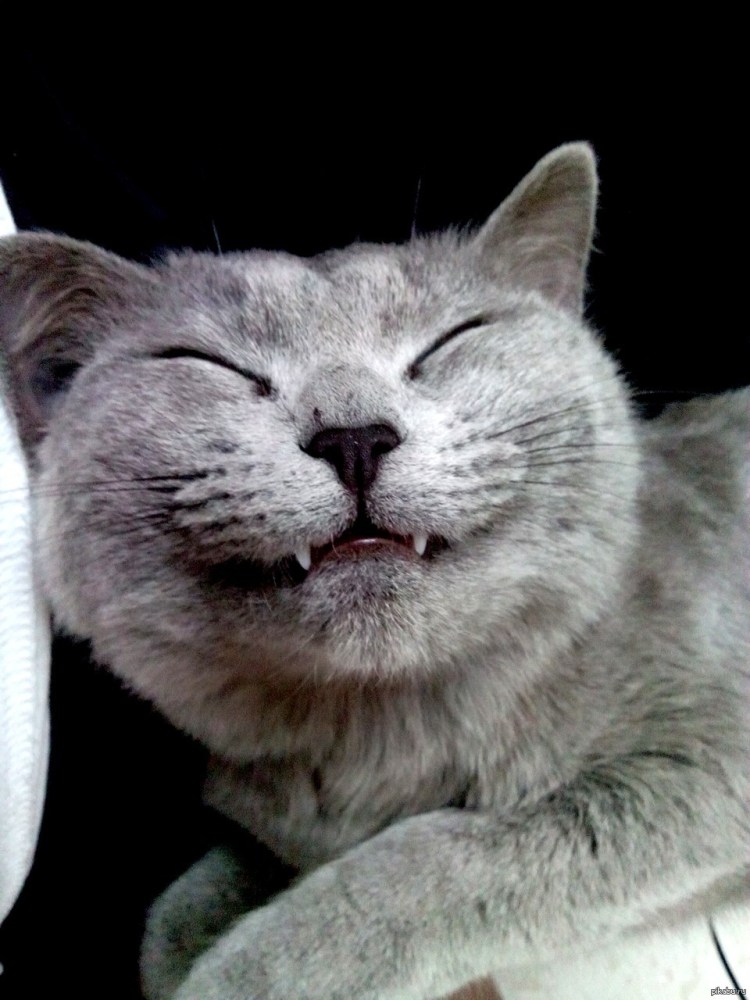 Довольный кот