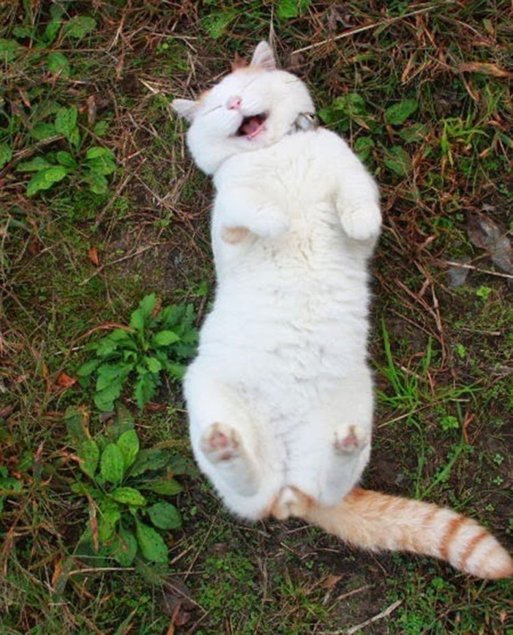 Довольный кот лежит