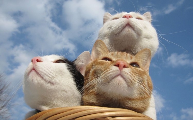 Счастливый кот фото