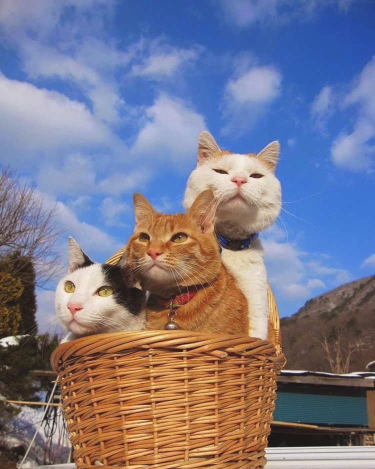 Довольный кот