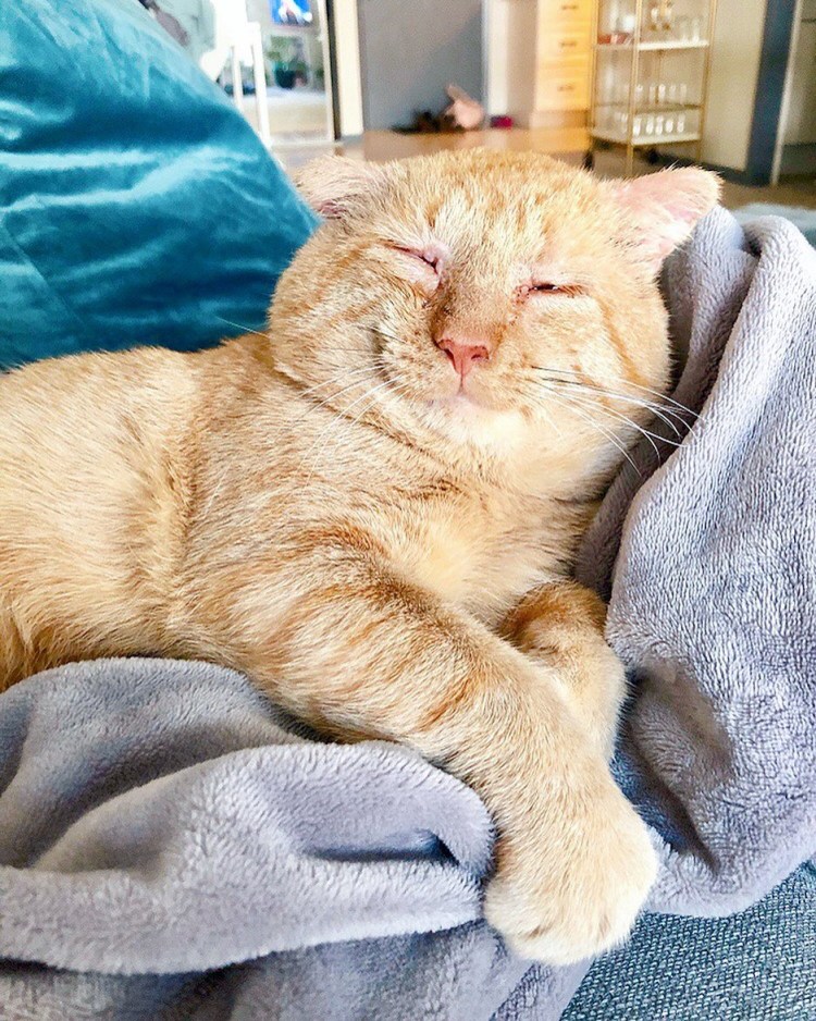 Довольный котяра