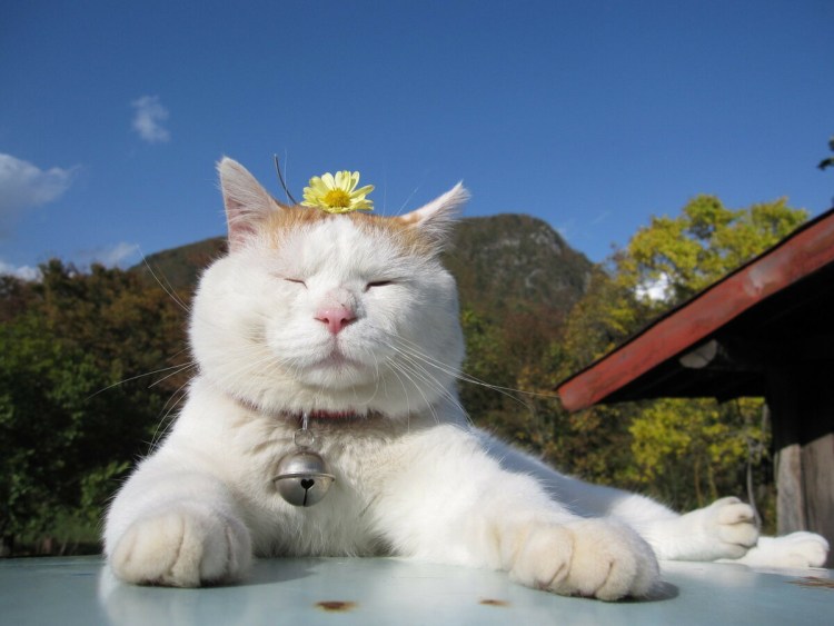 Счастливый кот