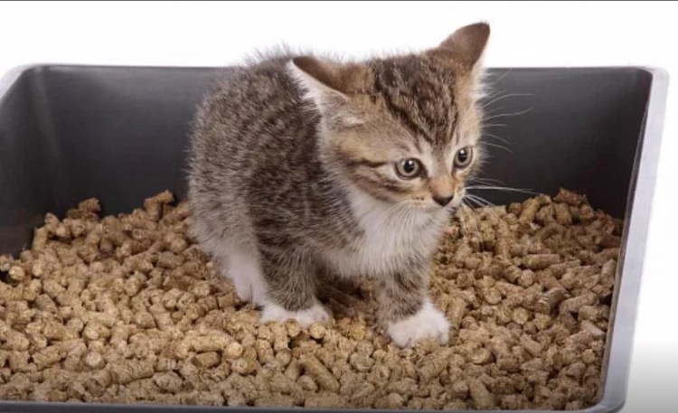 Забавные дети и коты едят