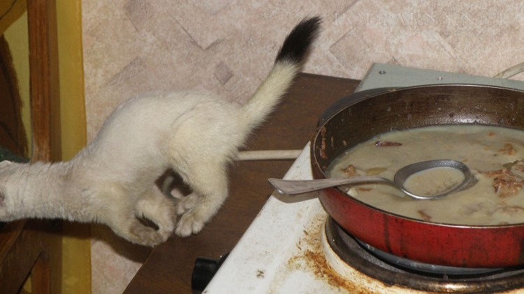 Кот ест кашу