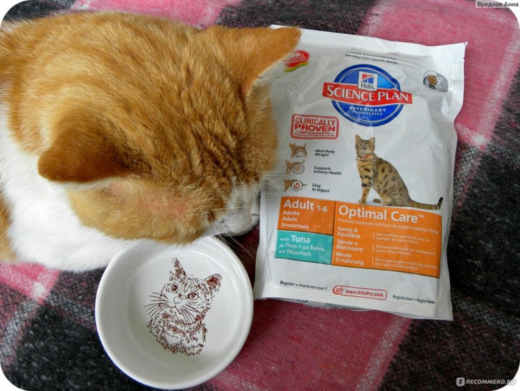 Еда для кошек домашнего приготовления