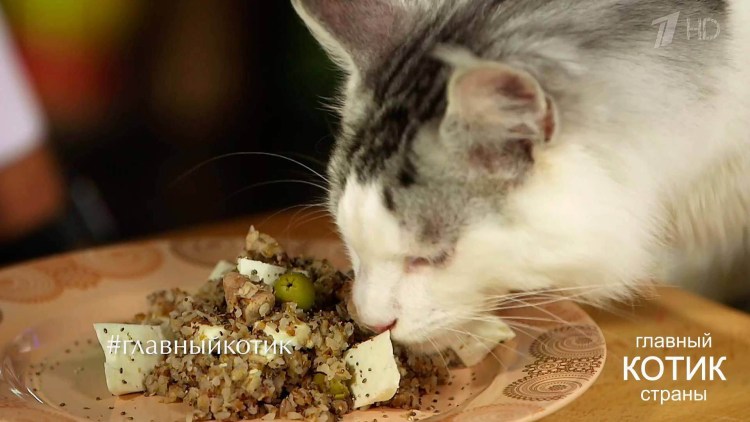 Сухой корм для кошек