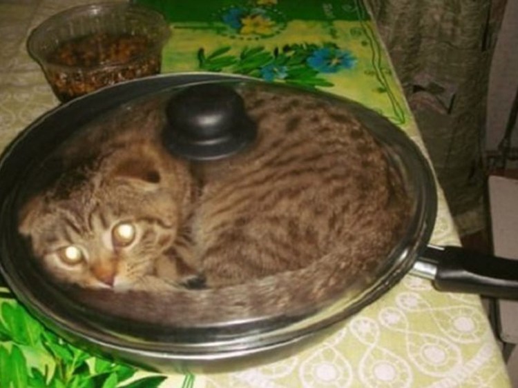 Мейн-кун korm