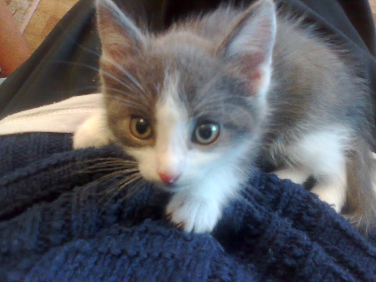 Котенок любительские