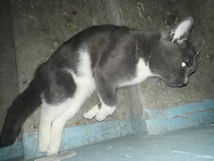 Фото черной кошки с белой грудкой