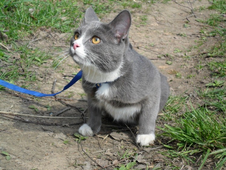 Серый кот с белыми носочками