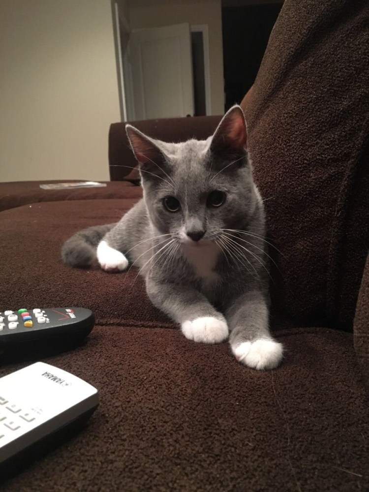 Чёрный кот с белой грудкой и белыми лапками