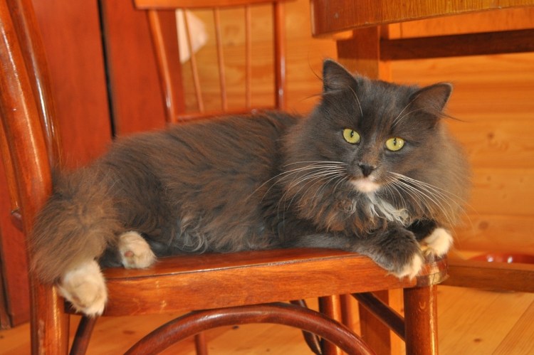 Сибирский Нибелунг с белыми лапками