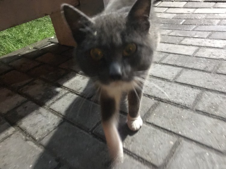 Бело серый котенок