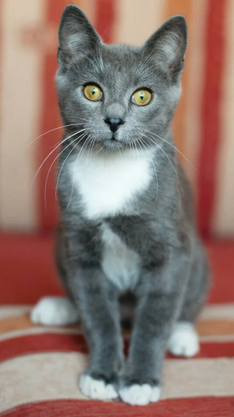 Серая кошка с белой грудкой