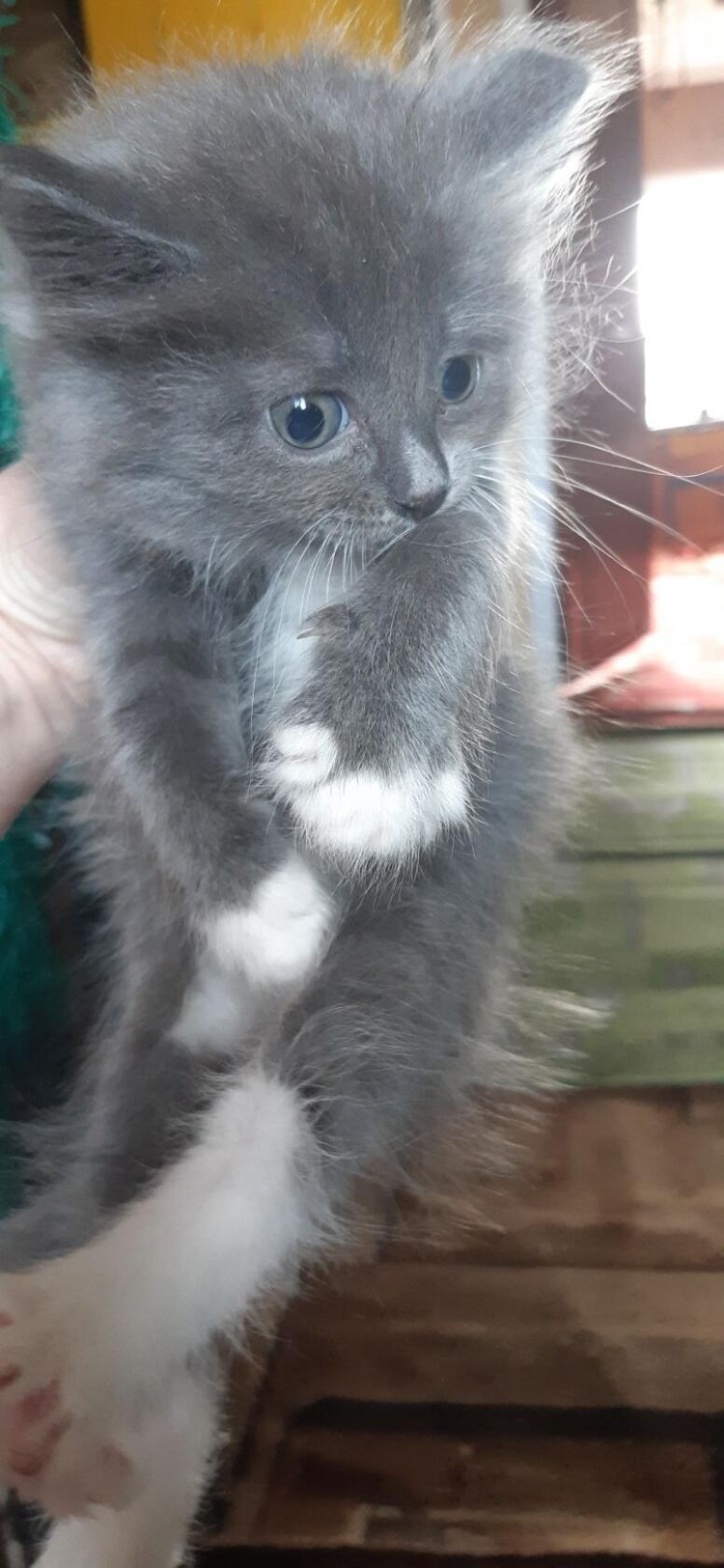 Сибирские котята с белыми лапками