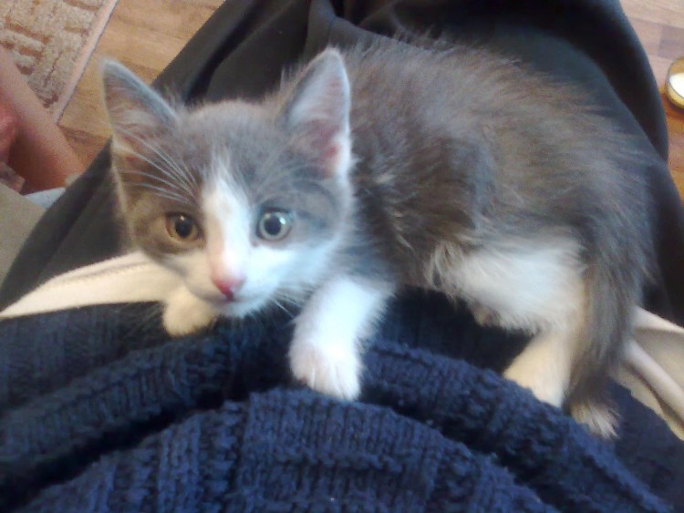 Серо белый котенок мальчик