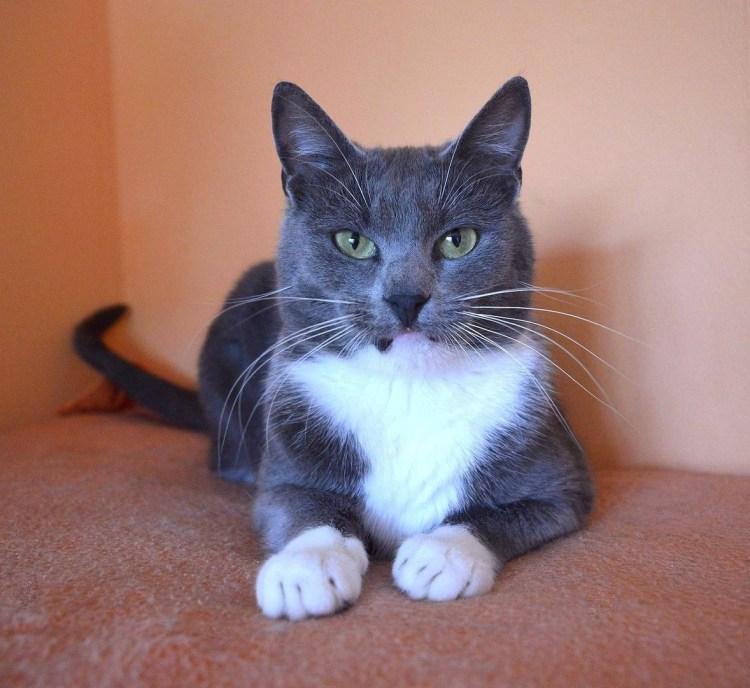 Русские голубые котята 1,5мес