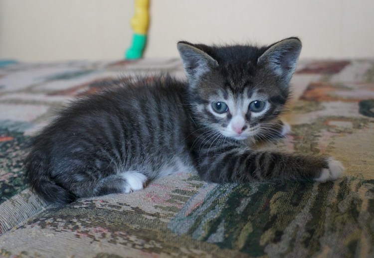 Котенок серо полосатый