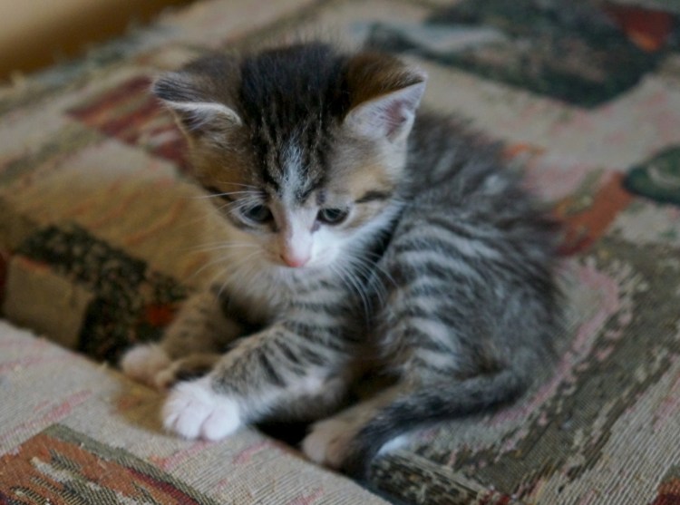 Метис русская голубая с белой грудкой