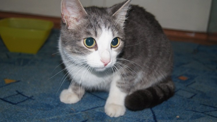 Котята чёрно белые