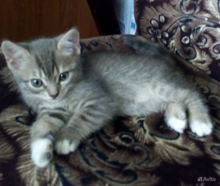 Мама британка папа дворовый кот отзывы