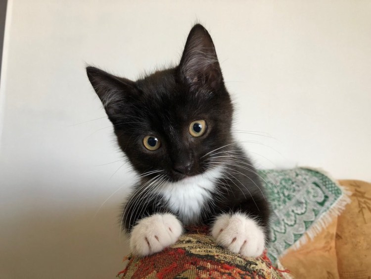 Кот Амбассадор