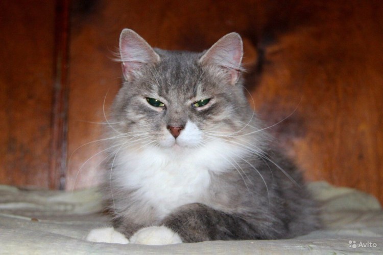 Серая дымчатая пушистая кошка с белыми носочками