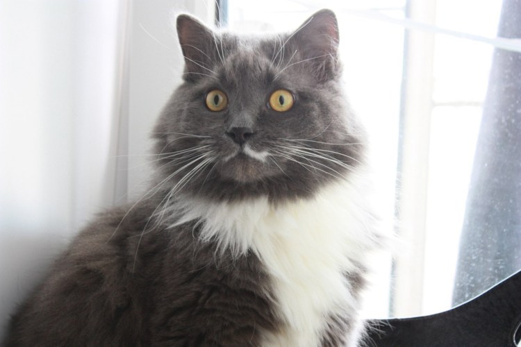 Метис Нибелунга серый с белой грудкой