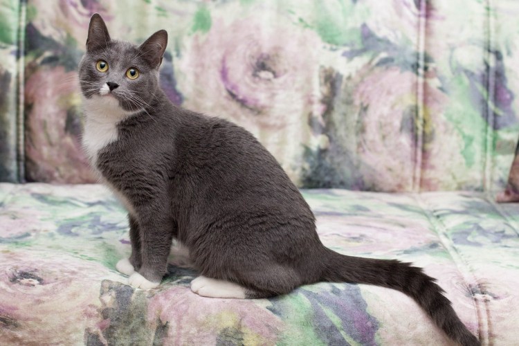 Серо белая кошка