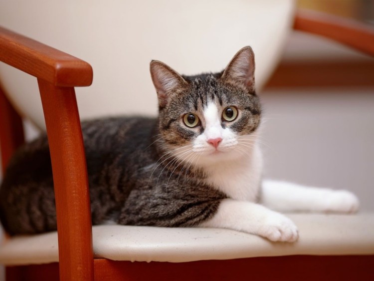 Серо-белый котёнок