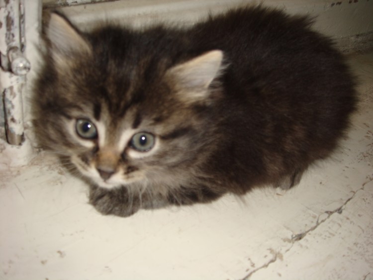 Серо коричневый котенок