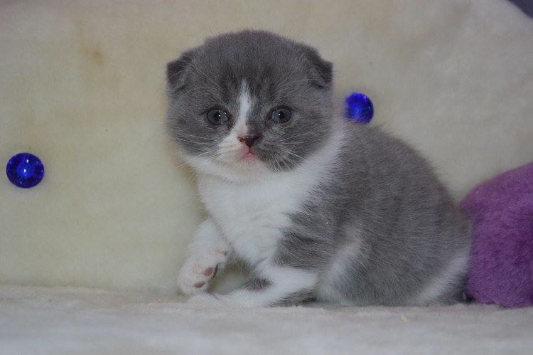 Кот британец вислоухий бело серый
